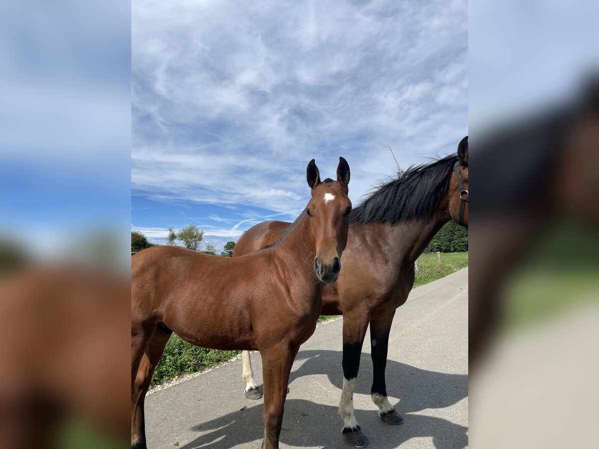 Freiberger Gelding Foal (03/2024) 9,2 hh Brown in Les Breuleux