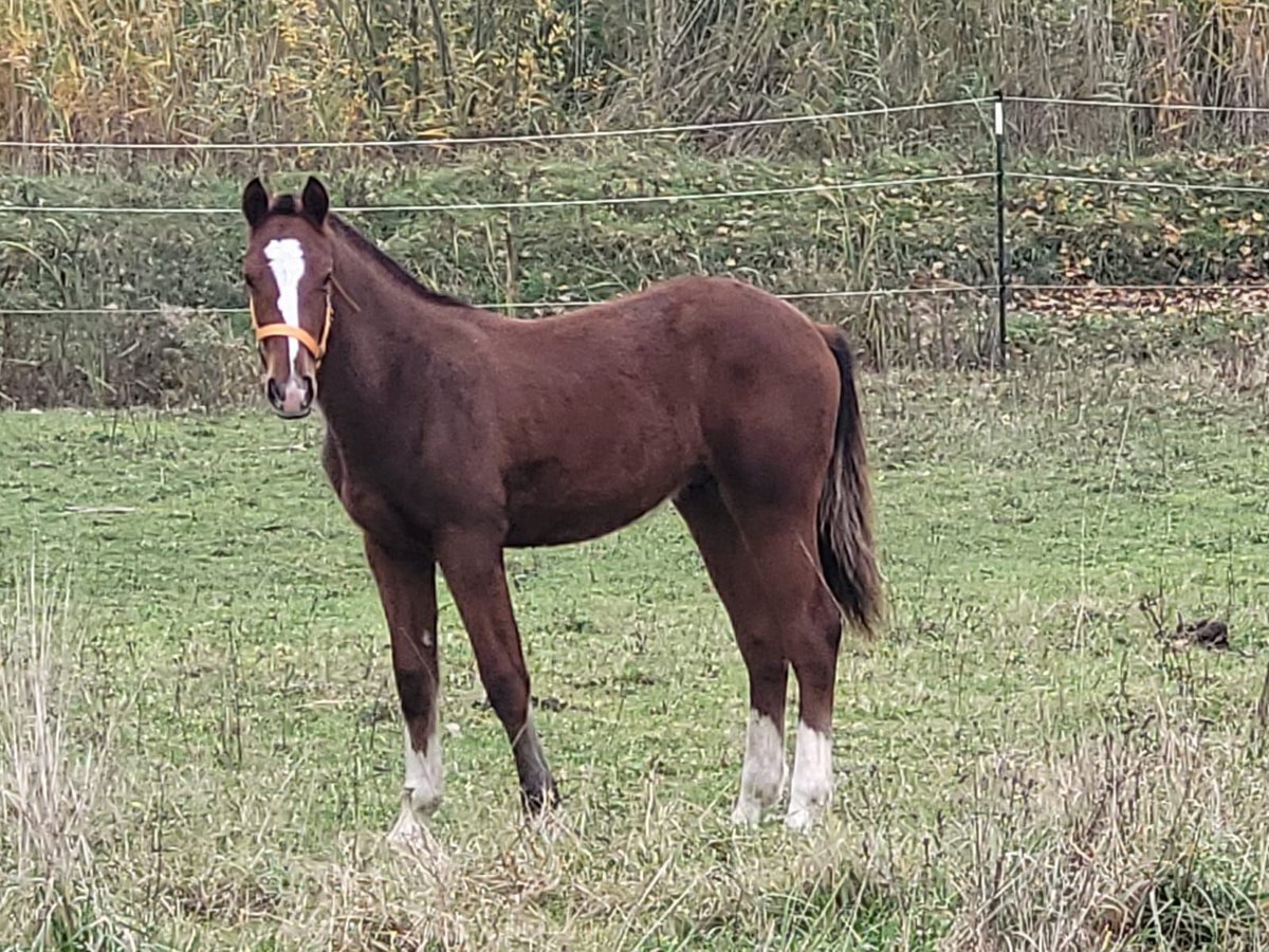 Freiberger Hengst 1 Jaar 155 cm Bruin in Nürnberg