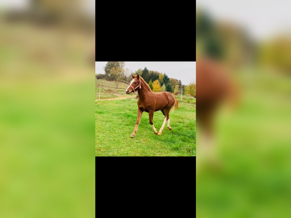 Freiberger Hengst 1 Jaar 155 cm Vos in Vilshofen