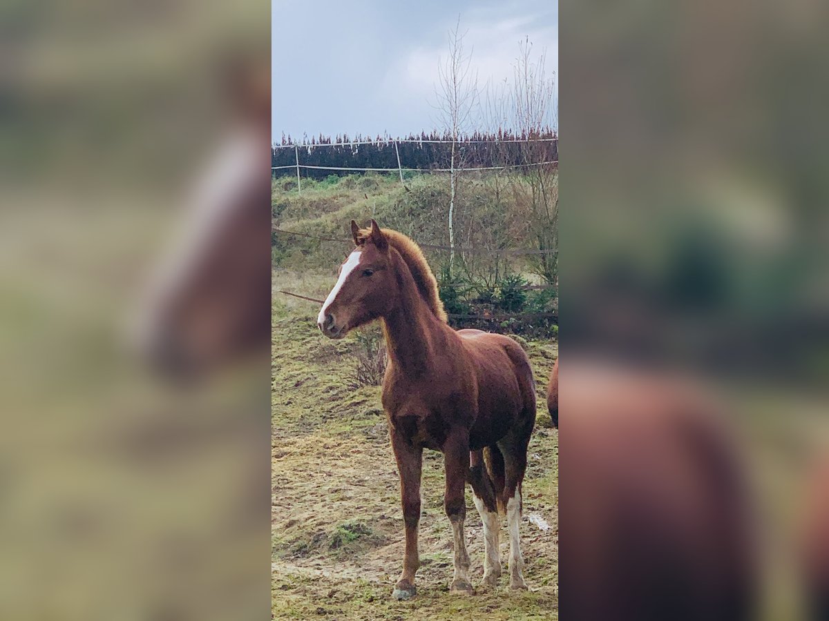 Freiberger Hengst 1 Jaar 155 cm Vos in Vilshofen