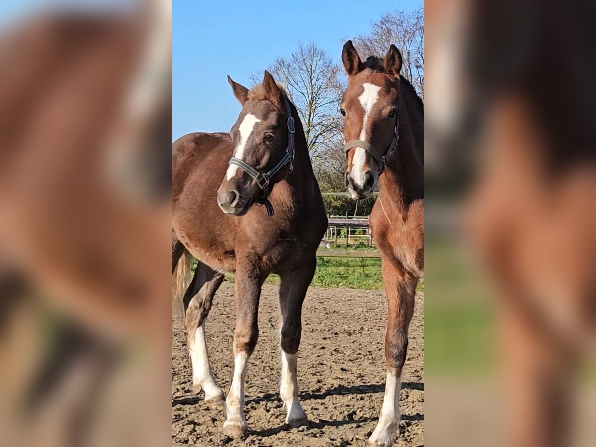 Freiberger Hengst 1 Jaar 160 cm Donkere-vos in Olst