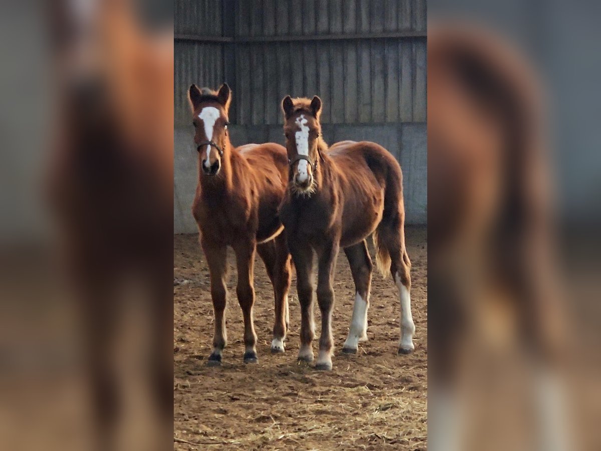 Freiberger Hengst 1 Jaar 160 cm Vos in Olst