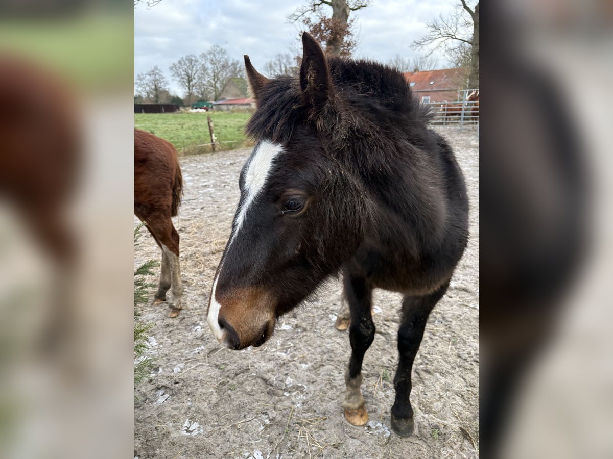 Freiberger Hengst 1 Jaar 160 cm Zwartbruin in Rhauderfehn