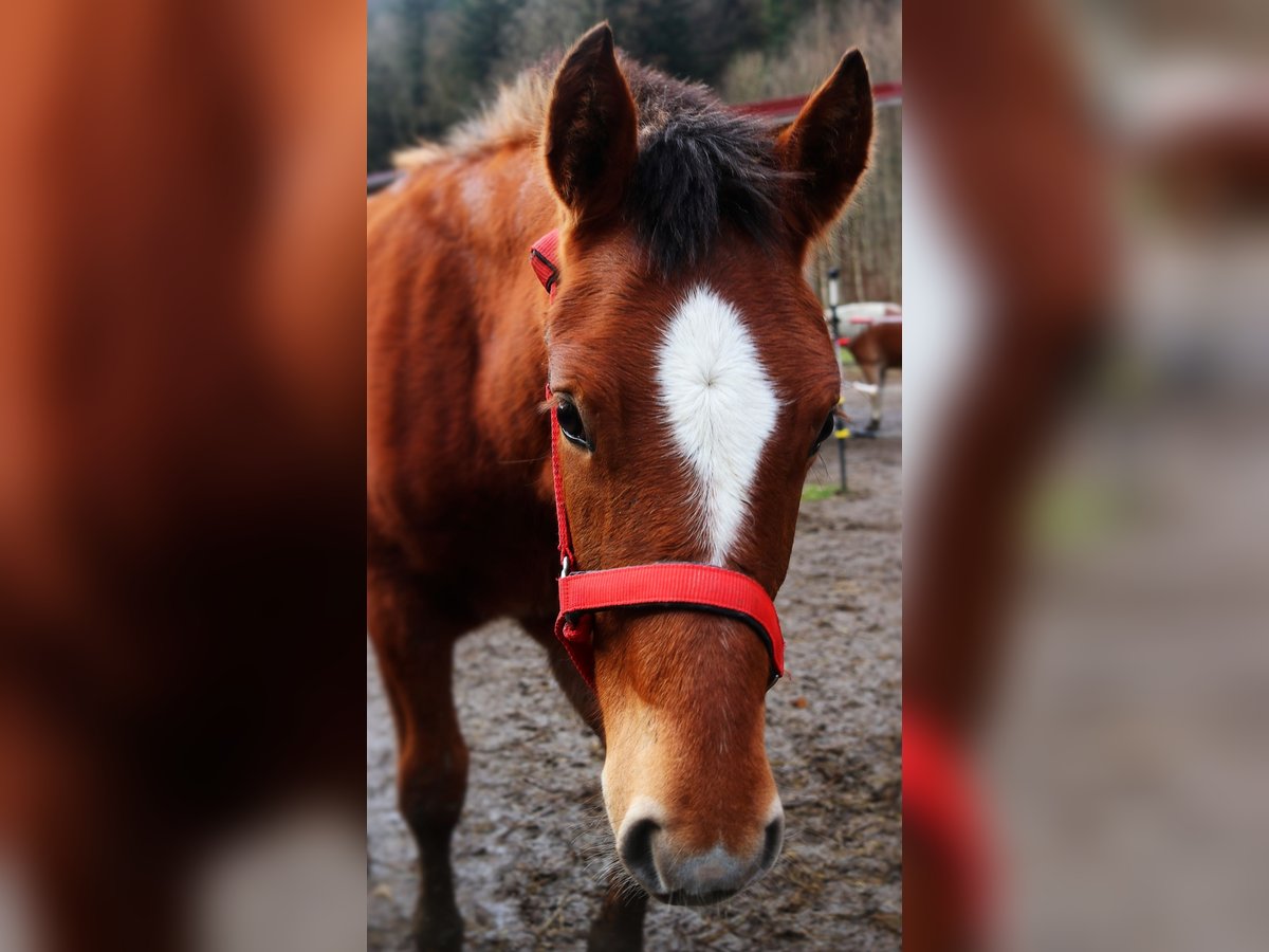 Freiberger Hengst 1 Jaar Roodbruin in Marktschellenberg