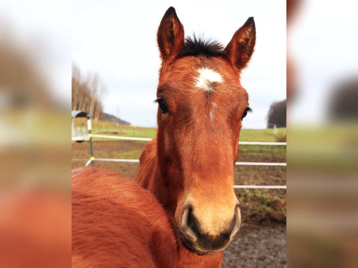 Freiberger Hengst 1 Jaar Roodbruin in Marktschellenberg