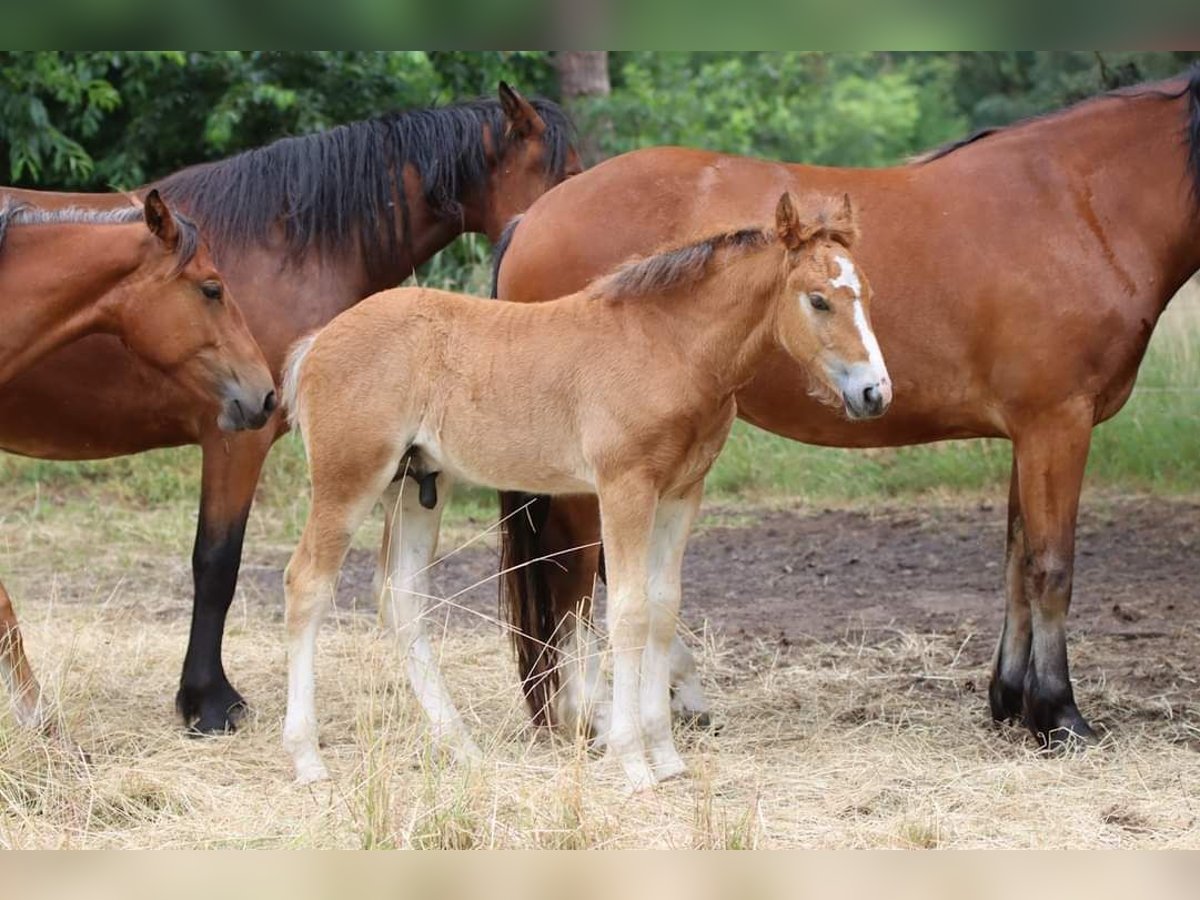Freiberger Hengst 2 Jaar 155 cm Bruin in Barenburg