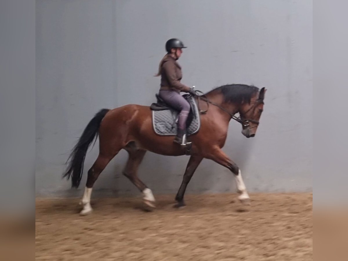 Freiberger Hengst 6 Jaar 163 cm Bruin in Nuenen