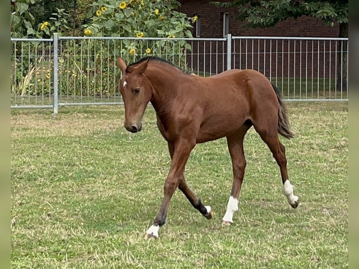 Freiberger Hengst Brauner in D&#xF6;rpen