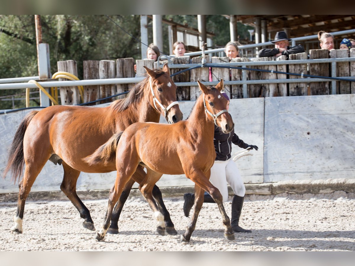 Freiberger Hengst  Brauner in Visp