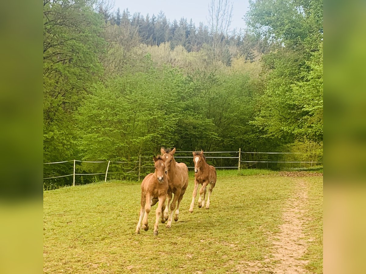 Freiberger Hengst veulen (02/2024) Bruin in Eltmann-Eschenbach