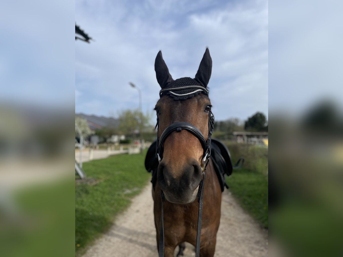 Freiberger Hingst 6 år 162 cm Brun in Inzlingen