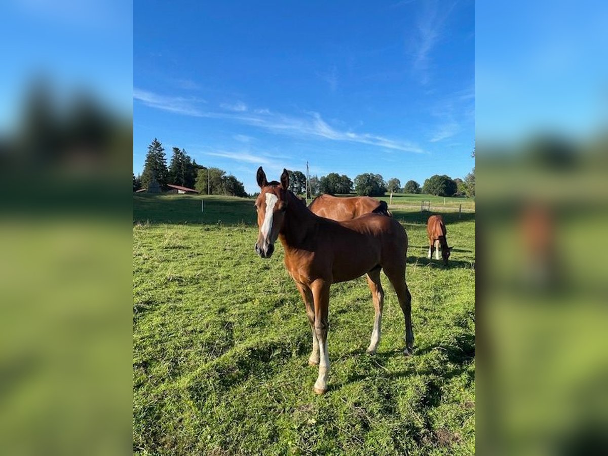 Freiberger Hingst Föl (04/2024) Brun in Muriaux