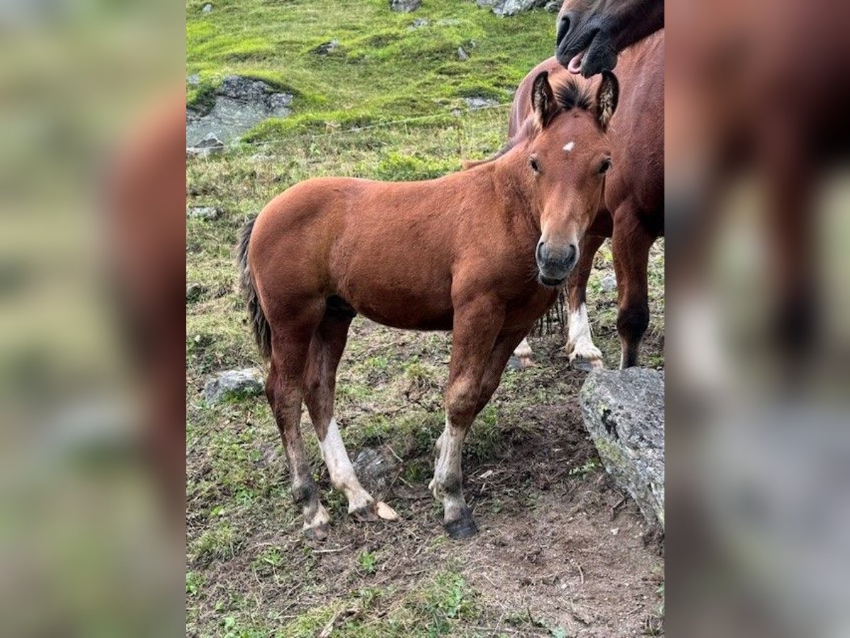 Freiberger Blandning Hingst Föl (05/2024) Brun in Guarda