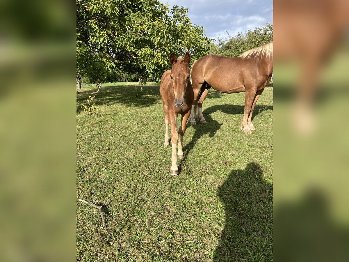 Freiberger Hingst Föl (05/2024) fux in Belmont-sur-Yverdon