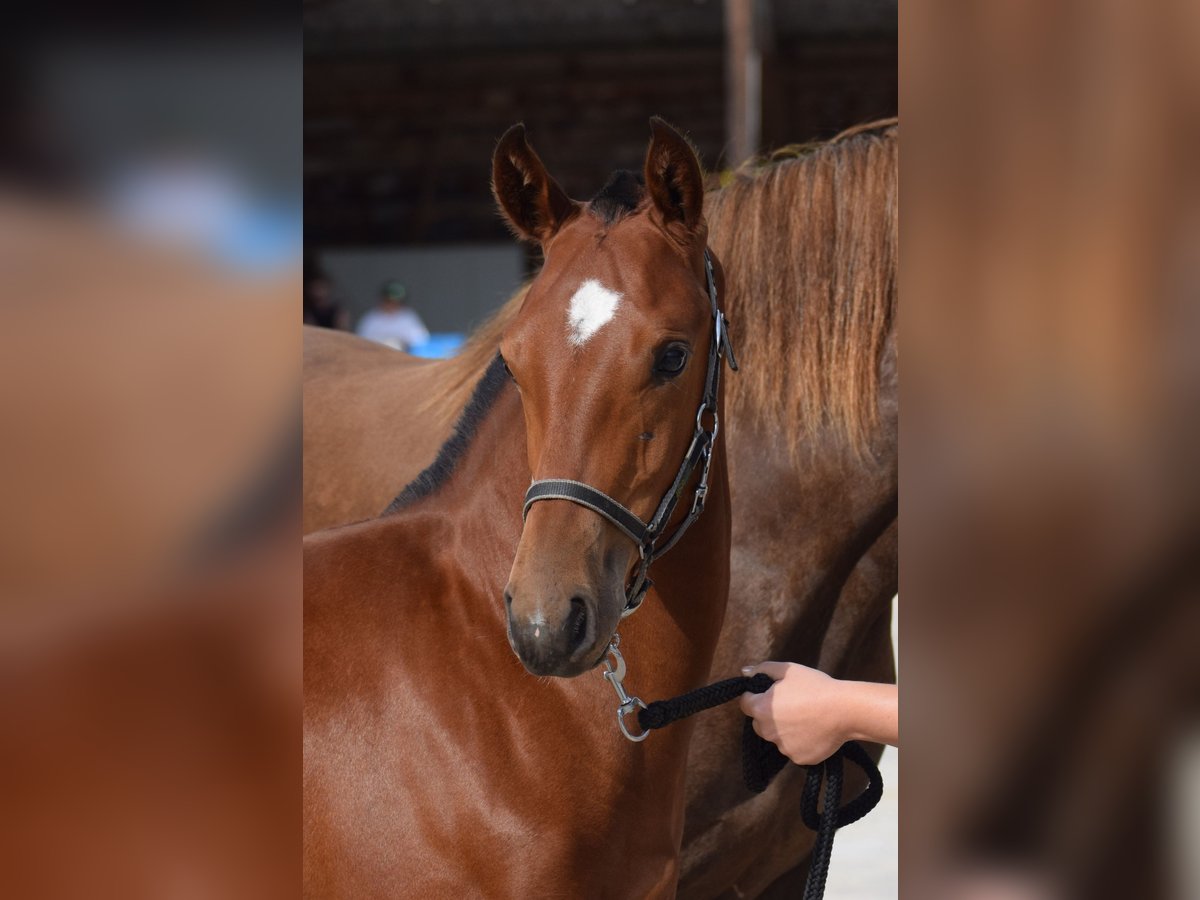 Freiberger Hingst Föl (03/2024) Mörkbrun in 36 aux pruats