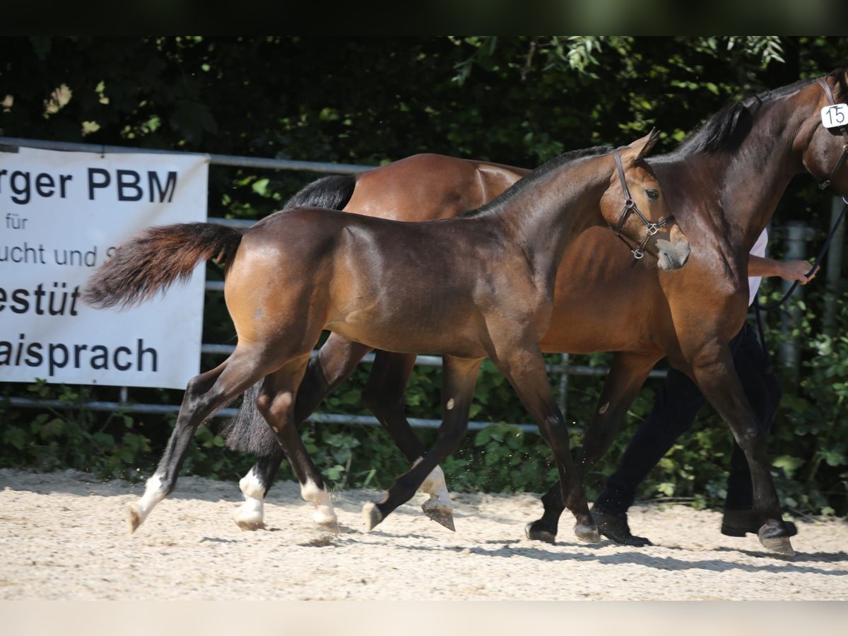 Freiberger Hingst Föl (03/2024) Mörkbrun in Pratteln