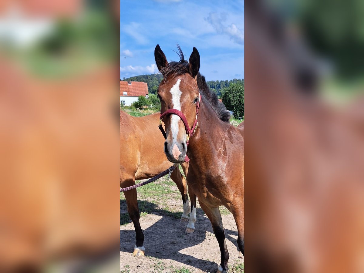 Freiberger Klacz 1 Rok 158 cm Gniada in L&#xFC;gde