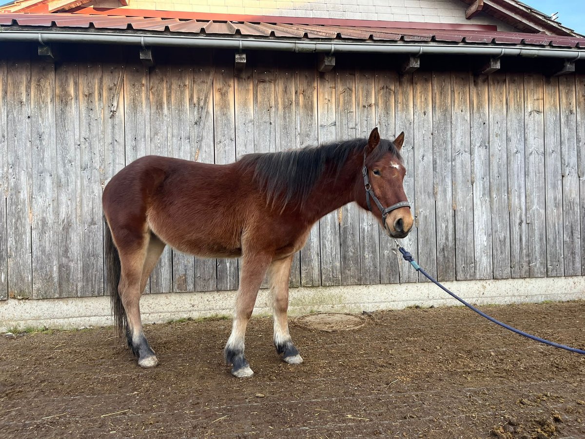 Freiberger Klacz 2 lat 155 cm Gniada in Neukirch (Egnach)