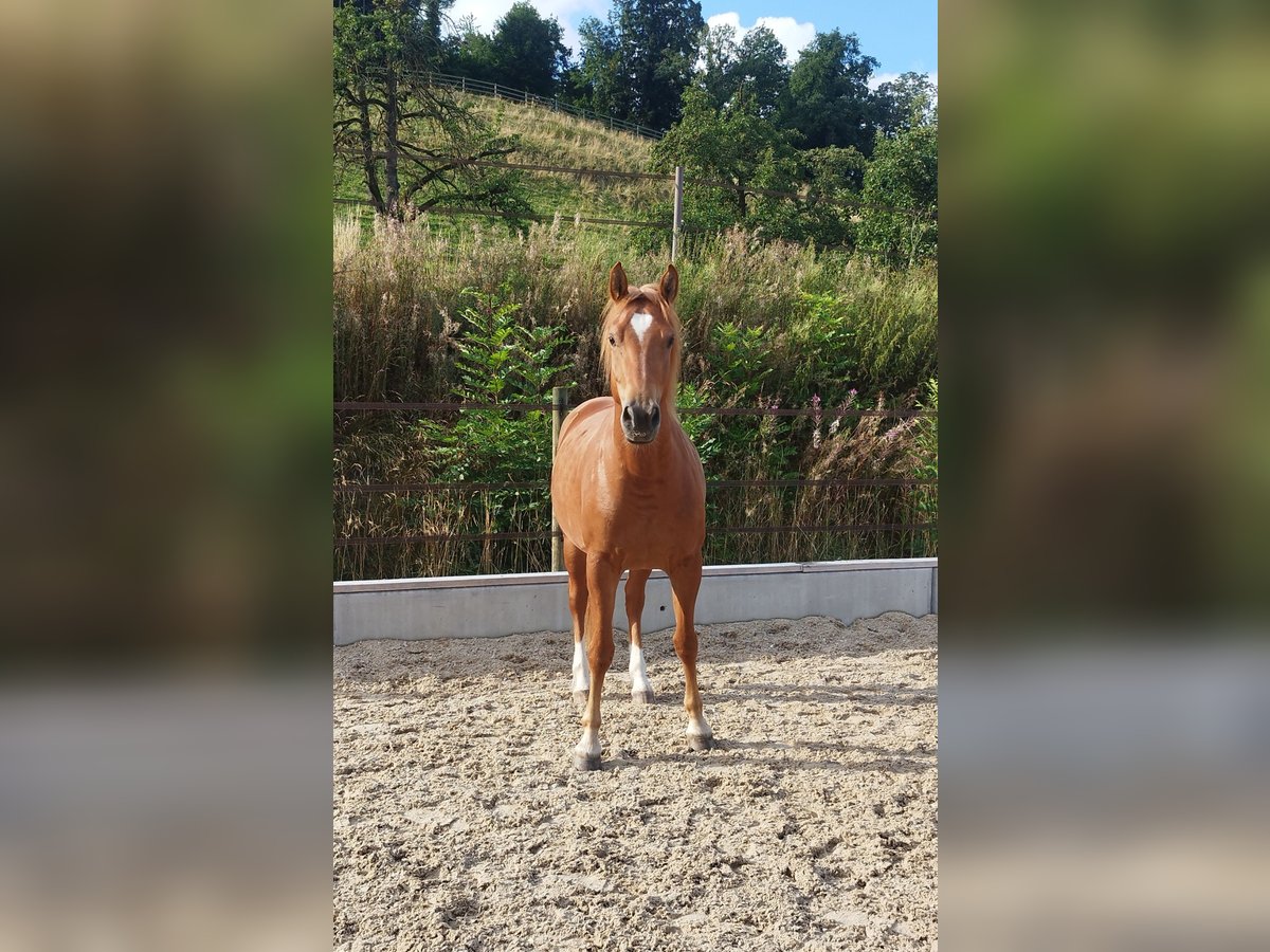 Freiberger Klacz 3 lat 157 cm Kasztanowata in Doppleschwand