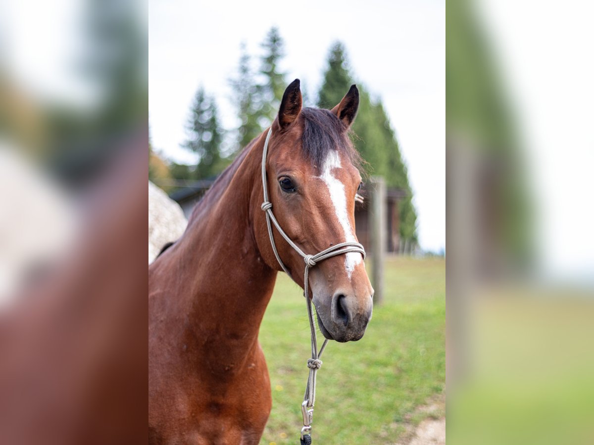Freiberger Mare 10 years 15,1 hh Brown in K&#xF6;nigswiesen