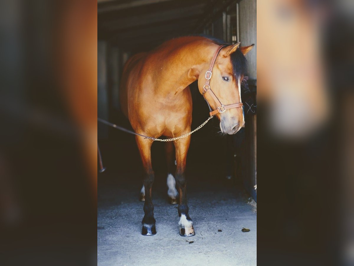 Freiberger Mare 10 years Brown in Dietikon