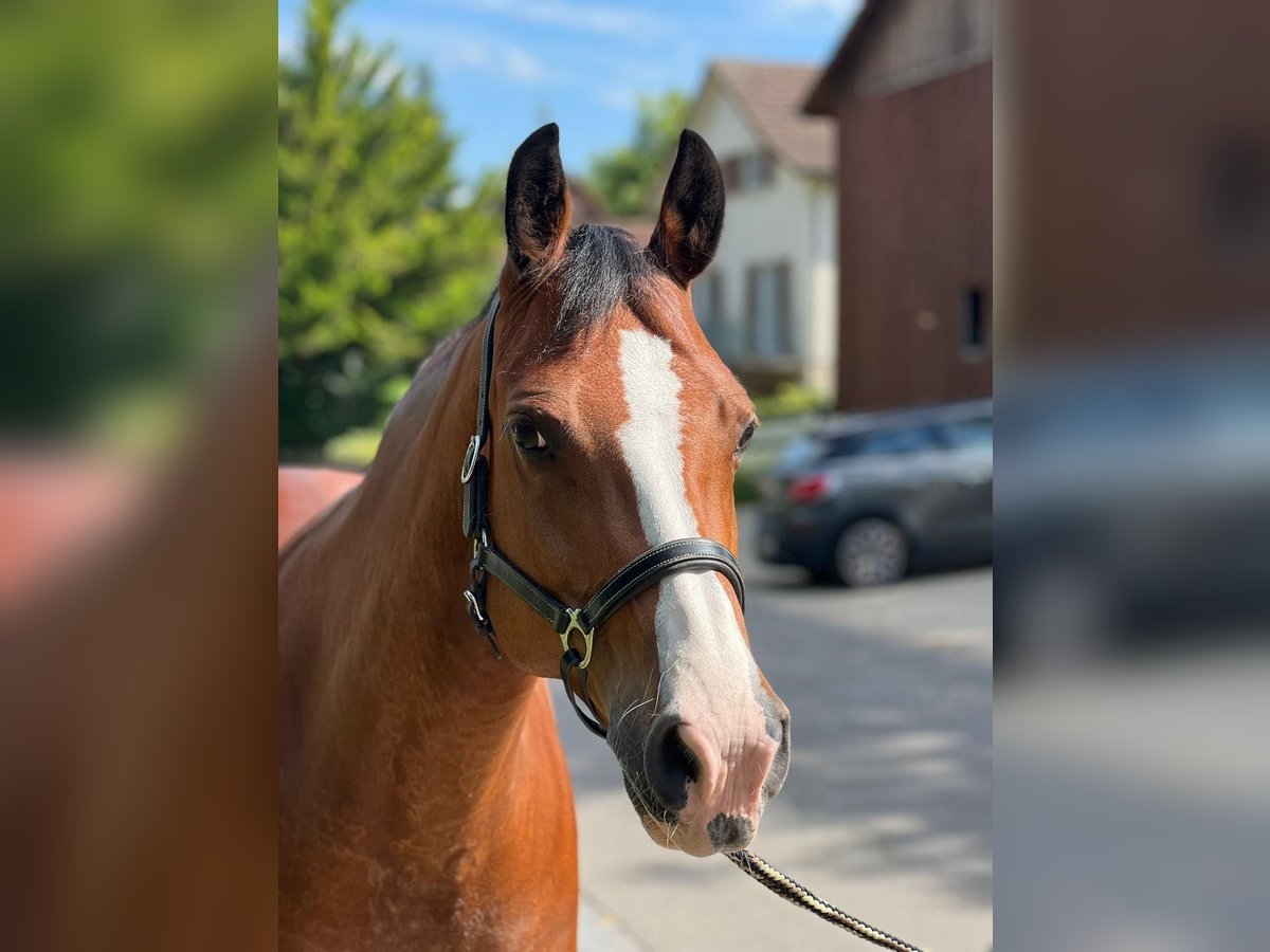 Freiberger Mare 11 years 15,1 hh Brown in Dietikon