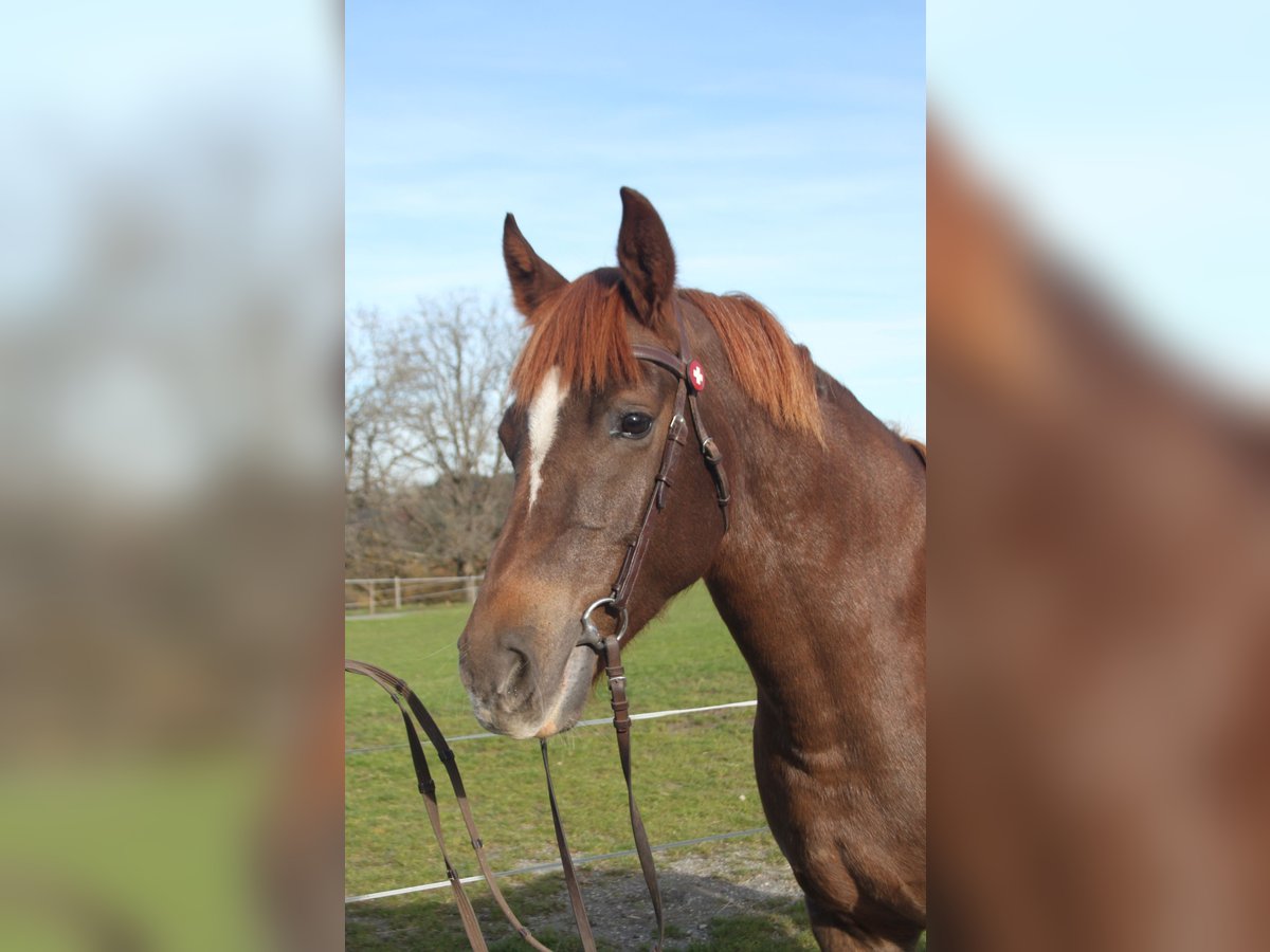 Freiberger Mare 11 years 15,1 hh Chestnut in Sch&#xF6;nholzerswilen