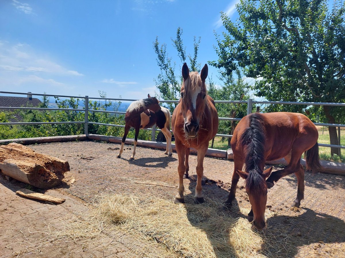 Freiberger Mare 11 years Chestnut-Red in Innerberg