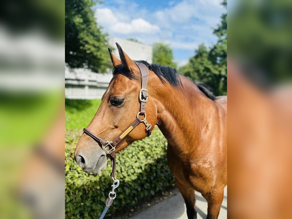 Freiberger Mare 12 years 14,3 hh Brown in Dietikon