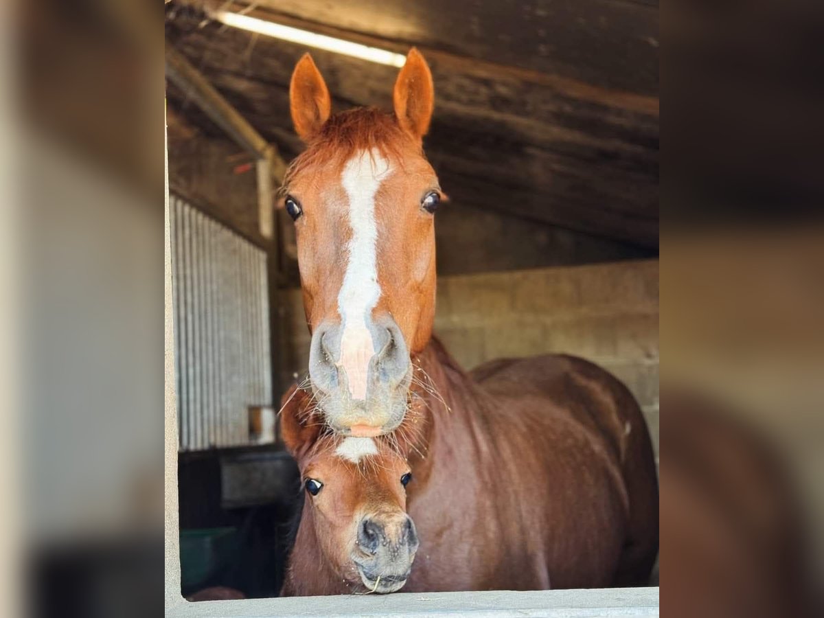 Freiberger Mare 12 years 15,1 hh Chestnut-Red in Zuna