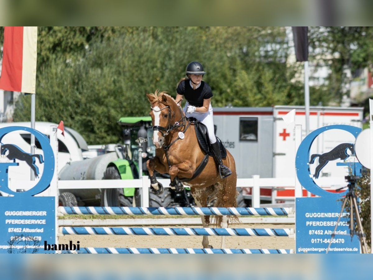 Freiberger Mare 12 years 15,2 hh Chestnut-Red in Ravensburg