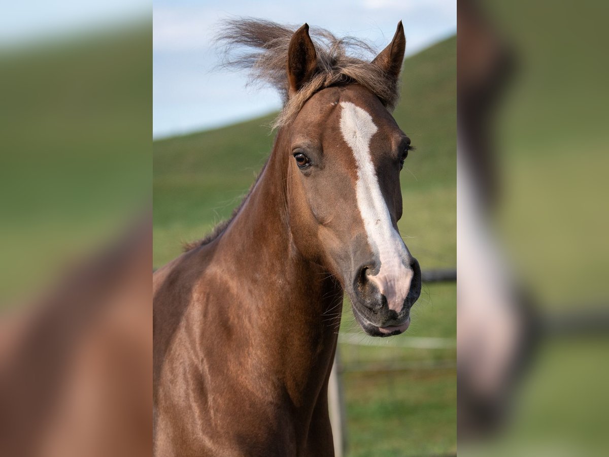 Freiberger Mare 12 years 15,1 hh Chestnut in Landiswil