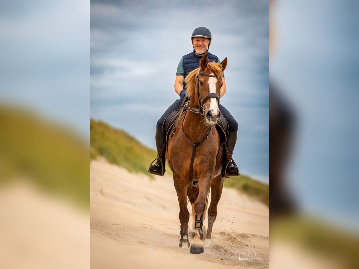 Freiberger Mare 13 years 15,2 hh Chestnut-Red in M&#xF6;hneseeM&#xF6;hnesee