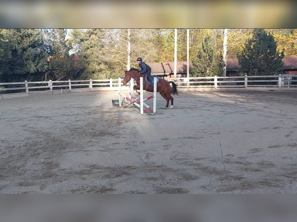 Freiberger Mare 13 years Brown in Niederhünigen