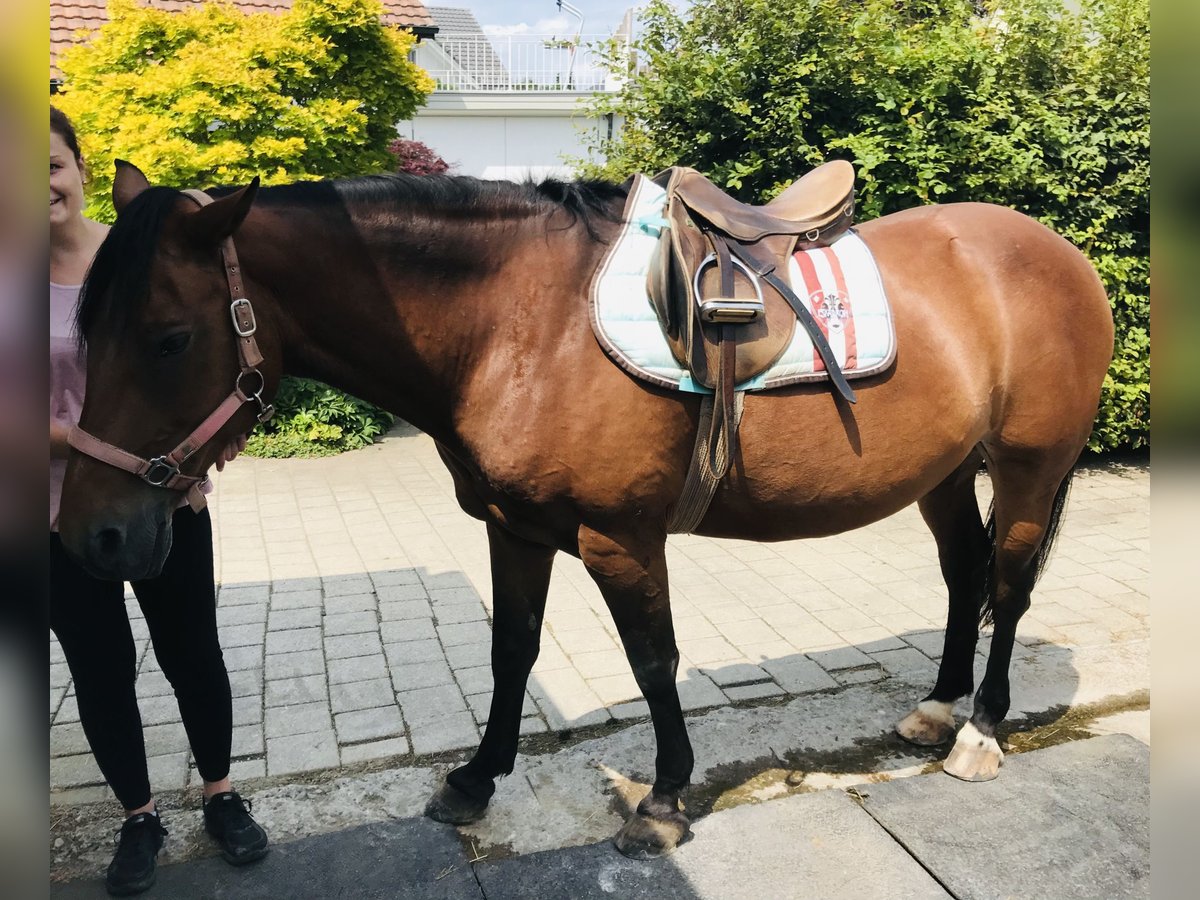 Freiberger Mare 14 years 14,3 hh Dun in Rüeggisberg