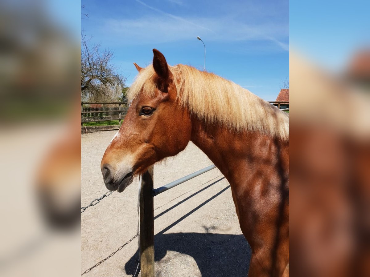 Freiberger Mare 18 years 14,3 hh Chestnut-Red in Herrenhof