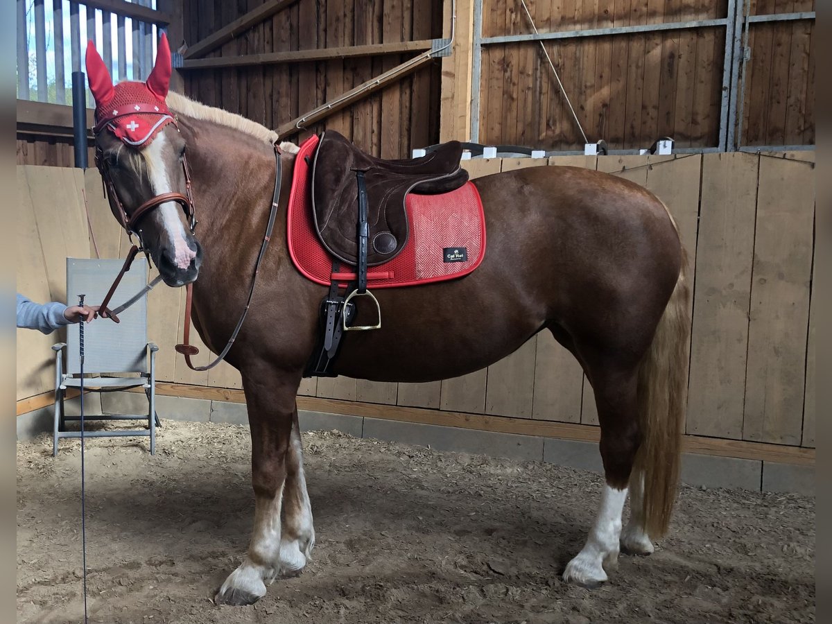 Freiberger Mare 18 years 15,2 hh Chestnut-Red in Bad Camberg