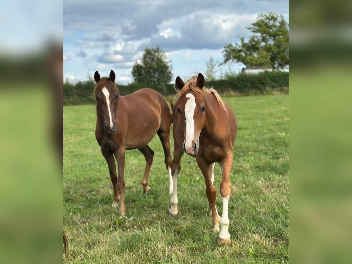 Freiberger Mix Mare 1 year 14,1 hh Chestnut-Red in Blankenheim