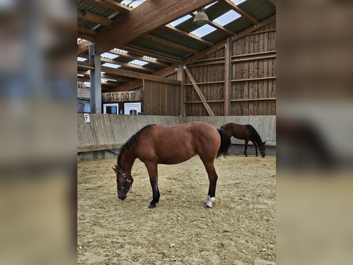 Freiberger Mare 1 year 15,1 hh Brown in Flebour