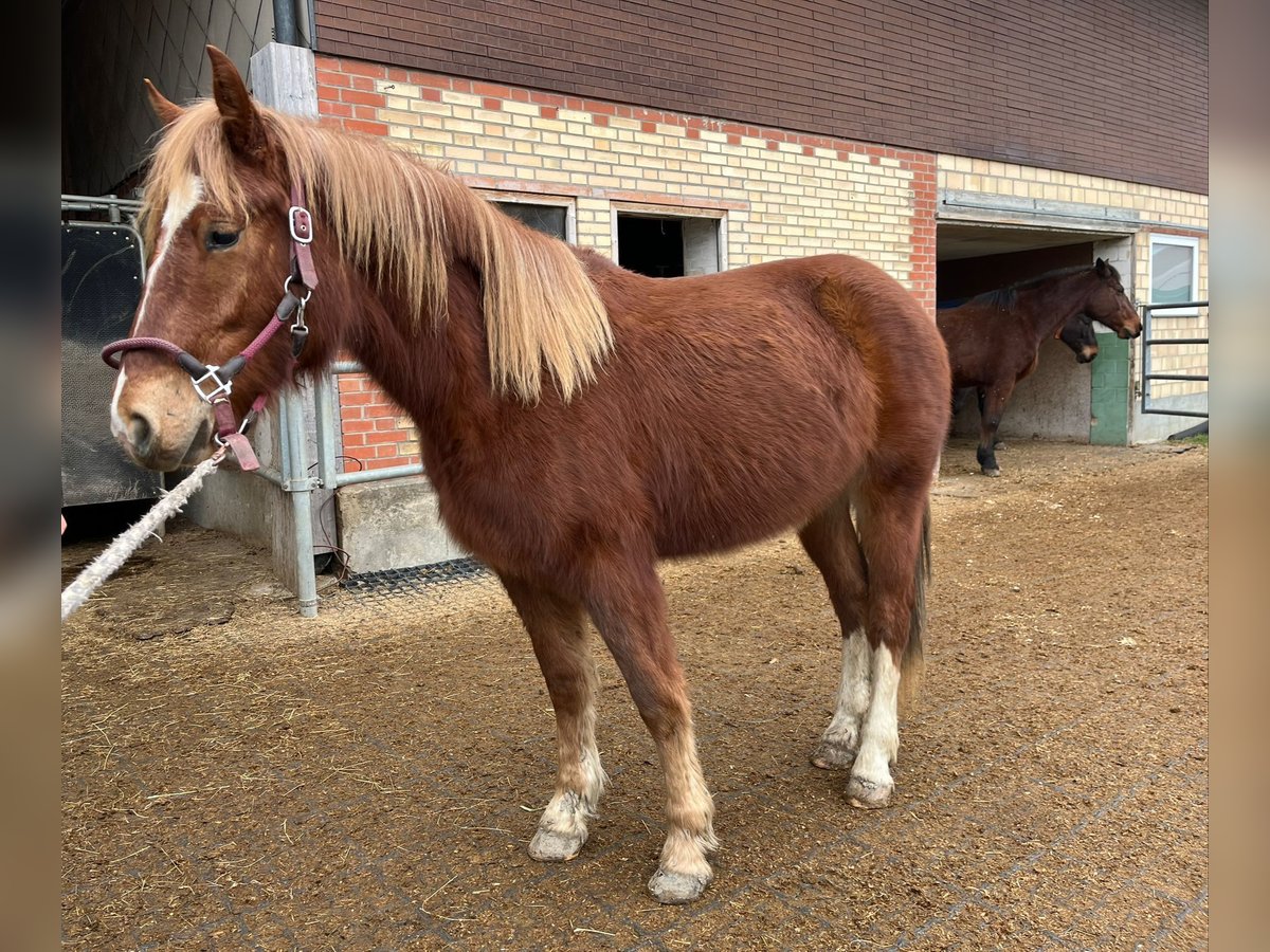 Freiberger Mare 2 years 15,1 hh Chestnut-Red in Neukirch (Egnach)