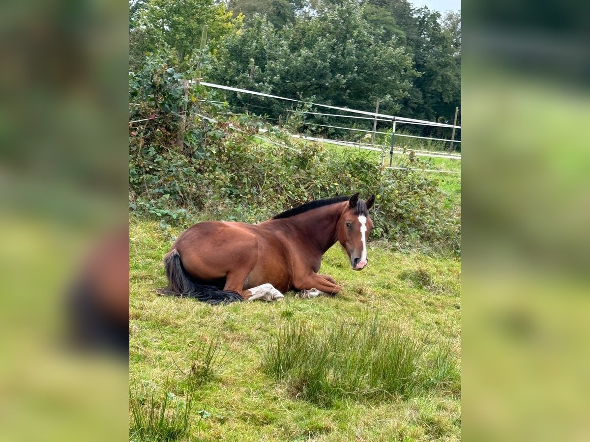 Freiberger Mare 2 years 15 hh Brown in Rhauderfehn