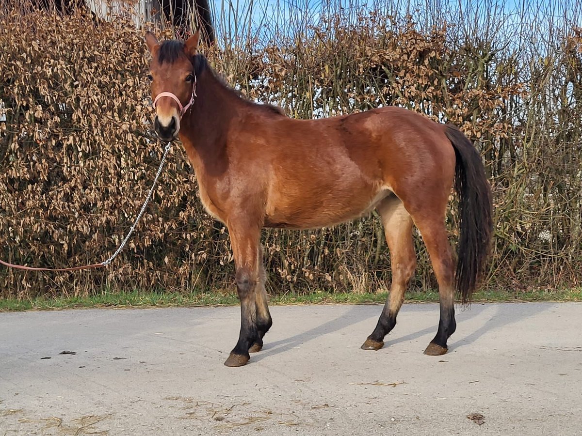 Freiberger Mare 2 years 15 hh Brown in St.Amour