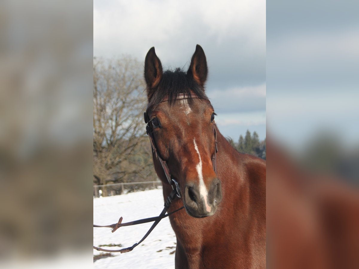 Freiberger Mare 3 years 14,2 hh Brown in Sch&#xF6;nholzerswilen