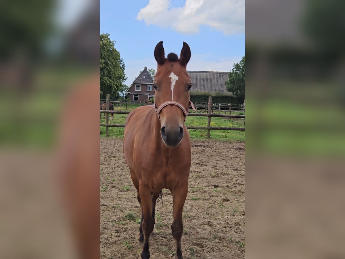 Freiberger Mare 3 years 14,3 hh Brown in Olst