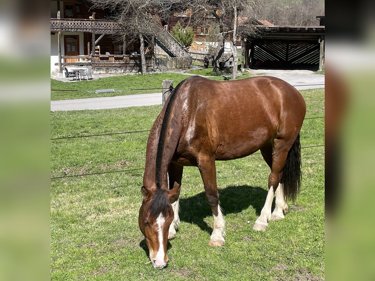 Freiberger Mare 3 years 15,1 hh Brown in Serneus