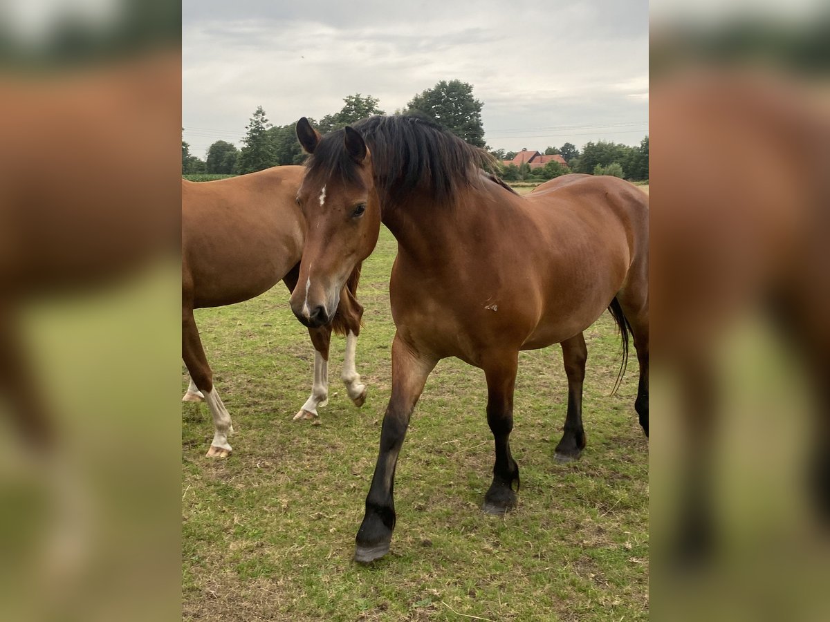 Freiberger Mare 3 years 15,2 hh Brown in Rahden