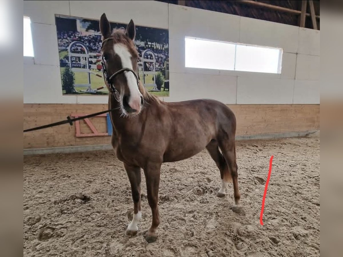 Freiberger Mare 3 years Chestnut-Red in Glovelier
