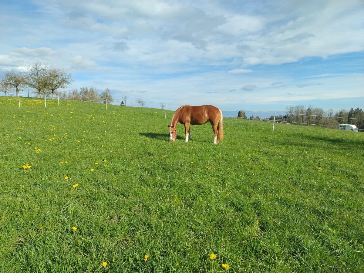 Freiberger Mare 4 years 14,3 hh Chestnut-Red in Freidorf TG