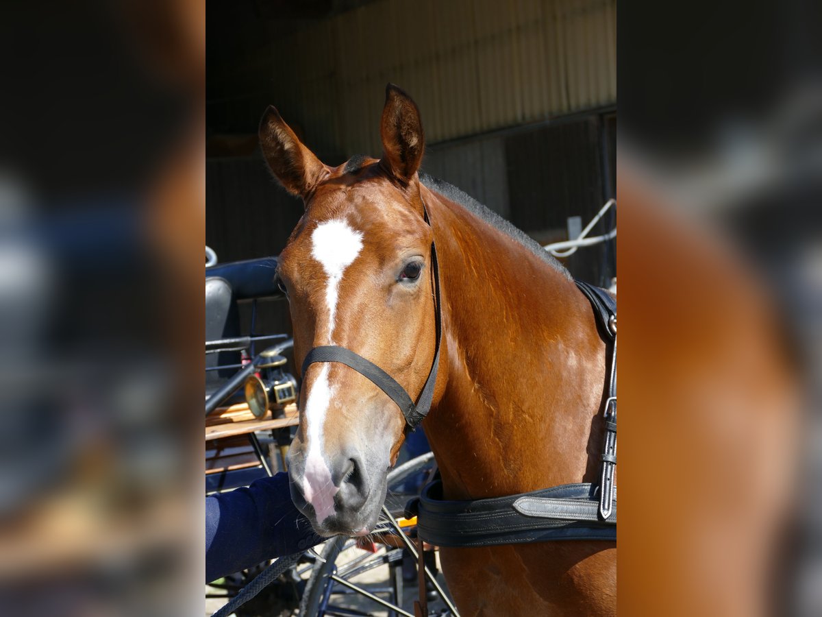 Freiberger Mare 4 years 14,3 hh Brown in Wigoltingen