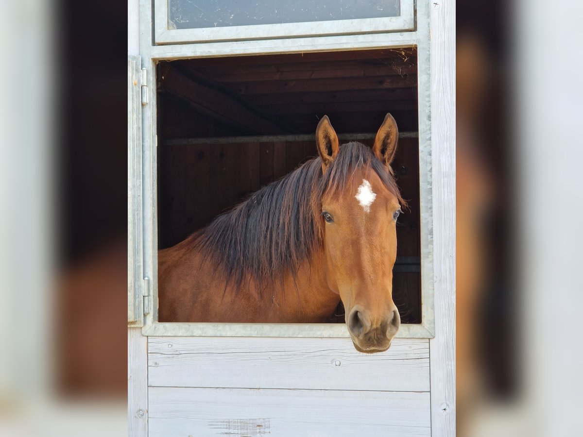 Freiberger Mare 6 years in Matzendorf